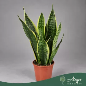   Sansevieria trifasciata 'Laurentii' - Sárgaszegélyű anyósnyelv - 45 cm magas - 12 cm-es cserépben