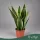 Sansevieria trifasciata 'Laurentii' - Sárgaszegélyű anyósnyelv - 45 cm magas - 12 cm-es cserépben