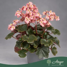   Saxifraga cortusifolia 'Dancing Pixies Tilda' - Kőtörőfű - 25 cm magas - 12 cm-es cserépben