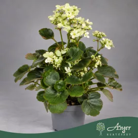   Saxifraga cortusifolia 'Dancing Pixies Tracy' - Kőtörőfű - piros - 25 cm magas - 12 cm-es cserépben