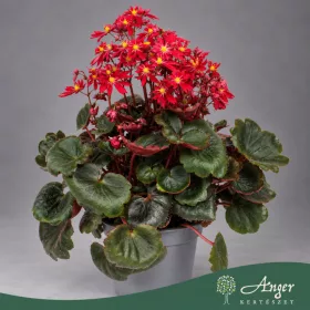   Saxifraga cortusifolia 'Dancing Pixies Tally' - Kőtörőfű - piros - 25 cm magas - 12 cm-es cserépben