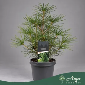   Sciadopitys verticillata - Japán ernyőfenyő - 45 cm magas - 5 literes cserépben
