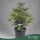 Sciadopitys verticillata - Japán ernyőfenyő - 45 cm magas - 5 literes cserépben