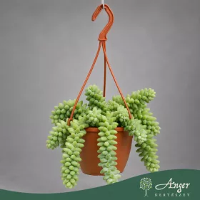   Sedum morganianum 'Burrito' - Csüngő varjúháj - 15 cm magas - 12 cm-es cserépben