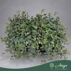   Sedum sieboldii 'Mediovariegatum' - Októberi varjúháj - 18 cm magas - 12 cm-es cserépben