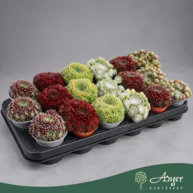   Sempervivum (mix) - Kövirózsa - vegyes - 10 cm magas - 10,5 cm-es cserépben