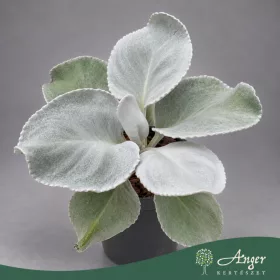  Senecio candicans 'Angel Wings' - Angyalszárny - 25 cm magas - 13 cm-es cserépben