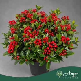   Skimmia japonica 'Winnie Dwarf' - Japán dérbabér - 55 cm magas - 18 literes cserépben
