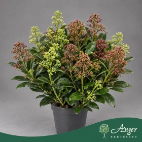   Skimmia japonica 'Double Diamond' - Japán dérbabér - két színű - 40 cm magas - 10,5 cm-es cserépben