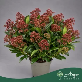   Skimmia japonica 'Rubella' - Japán dérbabér - 40 cm magas - 3 literes cserépben