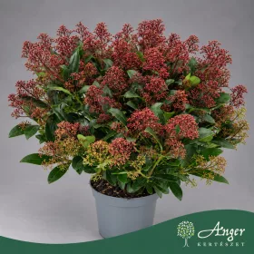   Skimmia japonica 'Rubella' - Japán dérbabér - 60 cm magas - 5 literes cserépben