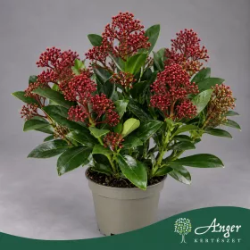   Skimmia japonica 'Rubella' - Japán dérbabér - 30 cm magas - 9 cm-es cserépben