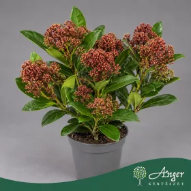   Skimmia japonica 'Rubesta' - Japán dérbabér - 30 cm magas - 10,5 cm-es cserépben
