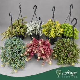   Pozsgás csüngő növény mix - Pozsgás mix - vegyes - 20 cm magas - 14 cm-es cserépben