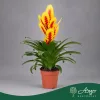 Vriesea 'Intenso Yellow Flame' - Vrízea - sárga - 45 cm magas - 12 cm-es cserépben