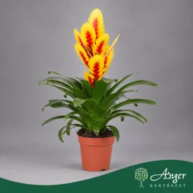   Vriesea 'Intenso Yellow Flame' - Vrízea - sárga - 45 cm magas - 12 cm-es cserépben