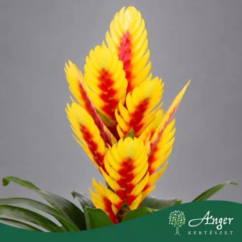 Vriesea 'Intenso Yellow Flame' - Vrízea - sárga - 45 cm magas - 12 cm-es cserépben