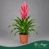 Vriesea 'Salima' - Vrízea - 48 cm magas - 12 cm-es cserépben