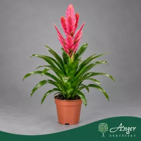   Vriesea 'Salima' - Vrízea - 48 cm magas - 12 cm-es cserépben