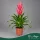 Vriesea 'Salima' - Vrízea - 48 cm magas - 12 cm-es cserépben
