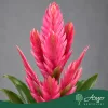 Vriesea 'Salima' - Vrízea - 48 cm magas - 12 cm-es cserépben