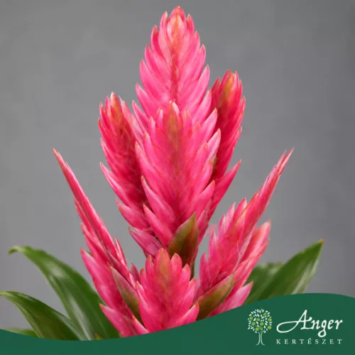Vriesea 'Salima' - Vrízea - 48 cm magas - 12 cm-es cserépben