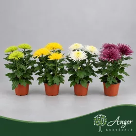   Chrysanthemum 'Anastasia' - Krizantém - vegyes - 30 cm magas - 12 cm-es cserépben