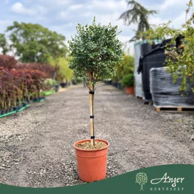   Eucalyptus gunnii - Havasi eukaliptusz - negyedtörzses - 100-120 cm magas - 13 literes cserépben