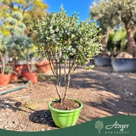   Eucalyptus gunnii - Havasi eukaliptusz, tál - 70-90 cm magas - 5 literes cserépben