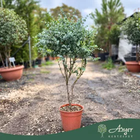   Eucalyptus gunnii 'Azura' - Havasi eukaliptusz - 100-120 cm magas - 6 literes cserépben