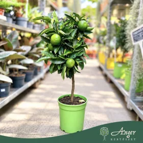   Citrus bergamia (mini törzses) - Bergamott - 50-70 cm magas - 5 literes cserépben