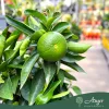 Citrus bergamia (mini törzses) - Bergamott - 50-70 cm magas - 5 literes cserépben