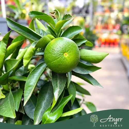 Citrus bergamia (mini törzses) - Bergamott - 50-70 cm magas - 5 literes cserépben