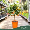× Citrofortunella microcarpa - Kalamondin - mini törzses - 40-55 cm magas - 3 literes cserépben