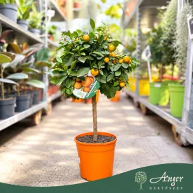   × Citrofortunella microcarpa - Kalamondin - mini törzses - 40-55 cm magas - 3 literes cserépben