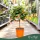 × Citrofortunella microcarpa - Kalamondin - mini törzses - 40-55 cm magas - 3 literes cserépben