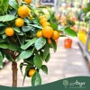 × Citrofortunella microcarpa - Kalamondin - mini törzses - 40-55 cm magas - 3 literes cserépben