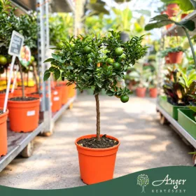   Citrus myrtifolia - Mirtuszlevelű narancs, chinotto - mini törzses - 50-70 cm magas - 5 literes cserépben