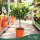 Citrus myrtifolia - Mirtuszlevelű narancs, chinotto - mini törzses - 50-70 cm magas - 5 literes cserépben