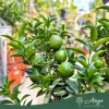 Citrus myrtifolia - Mirtuszlevelű narancs, chinotto - mini törzses - 50-70 cm magas - 5 literes cserépben