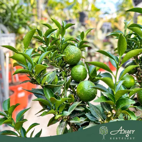 Citrus myrtifolia - Mirtuszlevelű narancs, chinotto - mini törzses - 50-70 cm magas - 5 literes cserépben