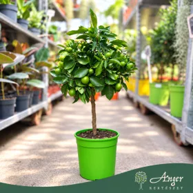  × Citrofortunella floridana - Limequat - mini törzses - 40-55 cm magas - 3 literes cserépben