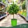 × Citrofortunella floridana - Limequat - mini törzses - 40-55 cm magas - 3 literes cserépben