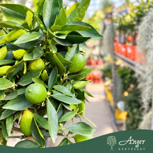 × Citrofortunella floridana - Limequat - mini törzses - 40-55 cm magas - 3 literes cserépben
