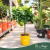 Citrus limon 'Feminello incappuccinato' - Citrom - 40-55 cm magas - 3 literes cserépben