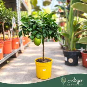   Citrus limon 'Feminello incappuccinato' - Citrom - 40-55 cm magas - 3 literes cserépben
