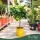 Citrus limon 'Feminello incappuccinato' - Citrom - 40-55 cm magas - 3 literes cserépben