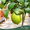 Citrus limon 'Feminello incappuccinato' - Citrom - 40-55 cm magas - 3 literes cserépben