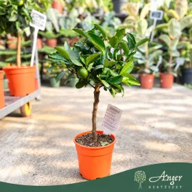  Citrus reticulata 'Cleopatra' - Mandarin - mini törzses - 30-40 cm magas - 15 cm-es cserépben