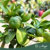 Citrus reticulata 'Cleopatra' - Mandarin - mini törzses - 30-40 cm magas - 15 cm-es cserépben